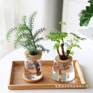 ˮ��ֲ�ﴺ��С�F�����ɼ�҃������k����ֲ���҃�����