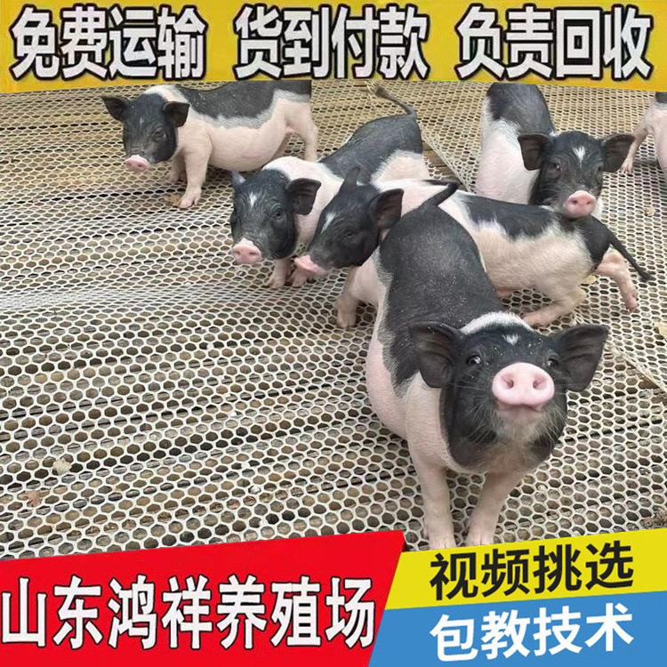 conew_u=3873421075,2747293157&