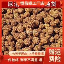 厂家包邮爆肉尼泊尔大金刚普提通货批发五六瓣菩提子手串原籽散籽