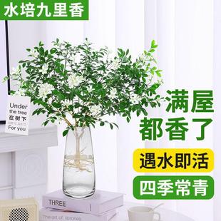 Jiulixiang Potted Plants, Strong Perfume Hydroponic Plants, Easy to Grow in All Seasons, Jilixiang Saplings, Easy to Grow Indoor Flowers, Mosquito Repellent Green Plants
