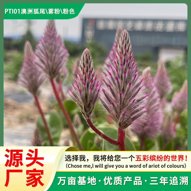 厂家直销澳洲狐尾种子粉色一年生稀有花种子家庭园艺花种子批发