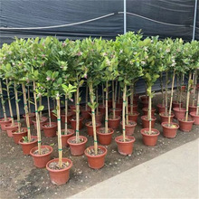 香水柠檬树苗盆栽地栽带果发货无核青柠檬苗室内庭院种植当年结果