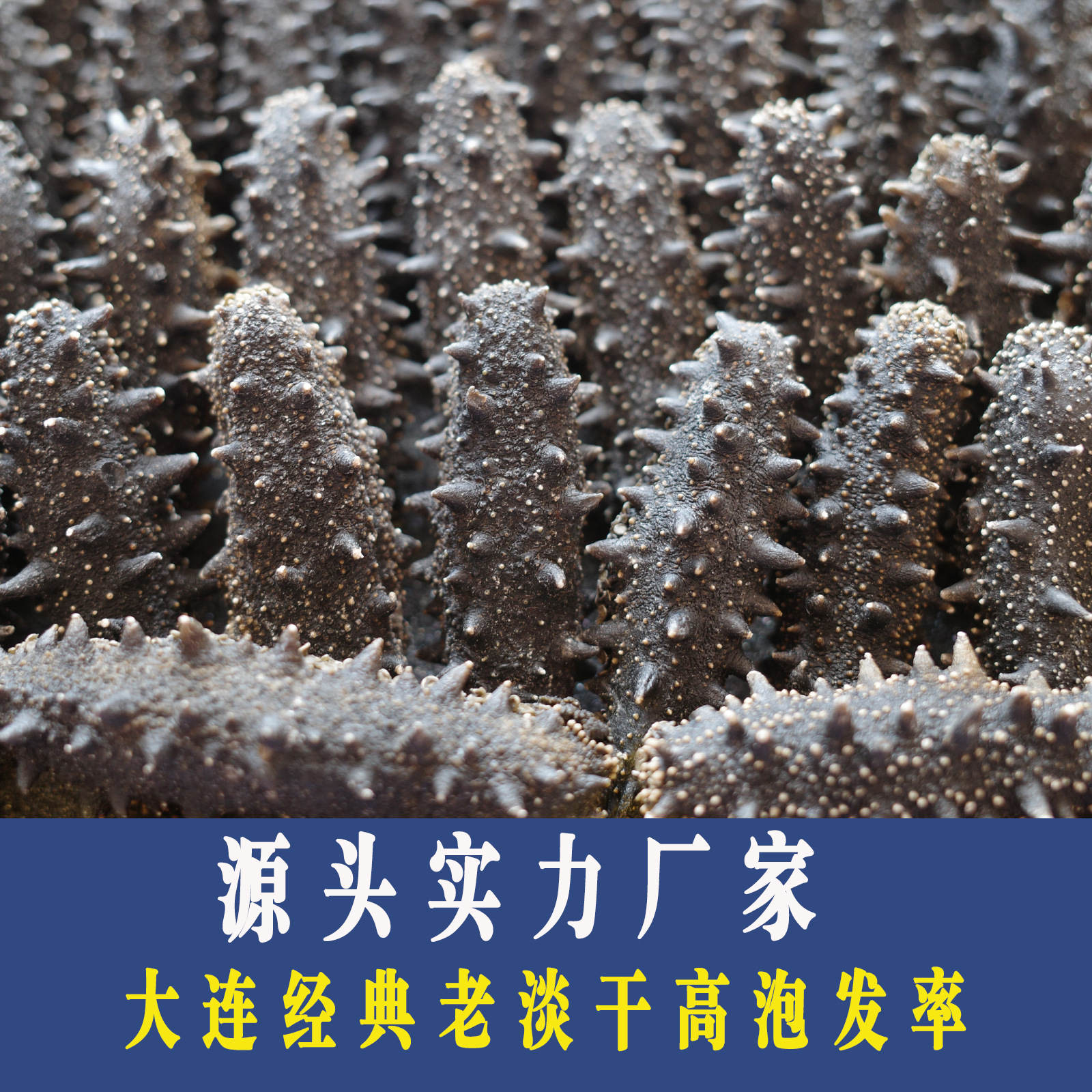 【老淡干海参】10倍泡发率大连海参50g顺丰包邮一件代发