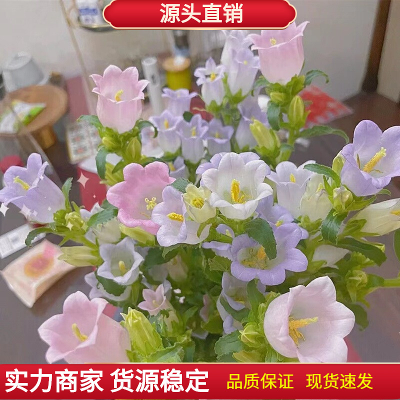 风铃草种子室外庭院铃兰花盆栽种子花卉花草种子花种籽子四季易活