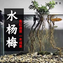水杨梅鱼缸造景装饰水草植物阴性绿植乌龟缸水族箱净化淡水质盆栽