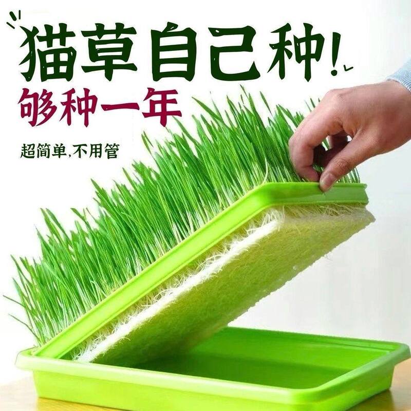 Cat Grass Seeds Soilless Hydroponic Kit Cat Snacks Lazy Pot Plant Cat Grass Self-Planting Hairball Removal Cat Supplies