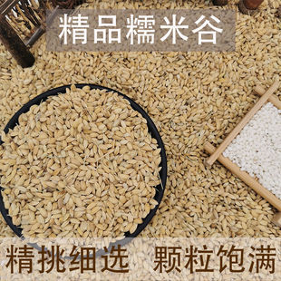 精品糯谷 糯米谷带壳 带壳糯米糯稻 稻谷糯谷稻 新居入伙酿酒原粮-阿里巴巴