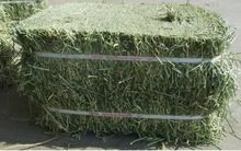 国产紫花苜蓿草草捆牛羊草料饲草 优质草捆小捆 草块 一吨苜蓿草