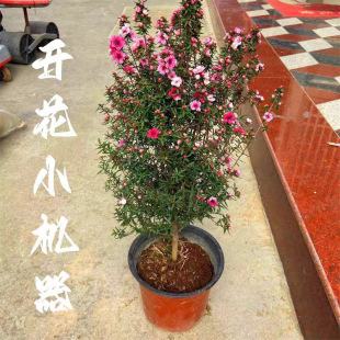 松紅梅圖片- 海量高清松紅梅圖片大全- 阿里巴巴