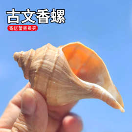 天然贝壳海螺手工diy装饰品古文香螺卷贝鱼寄居蟹壳鱼缸造景珊瑚