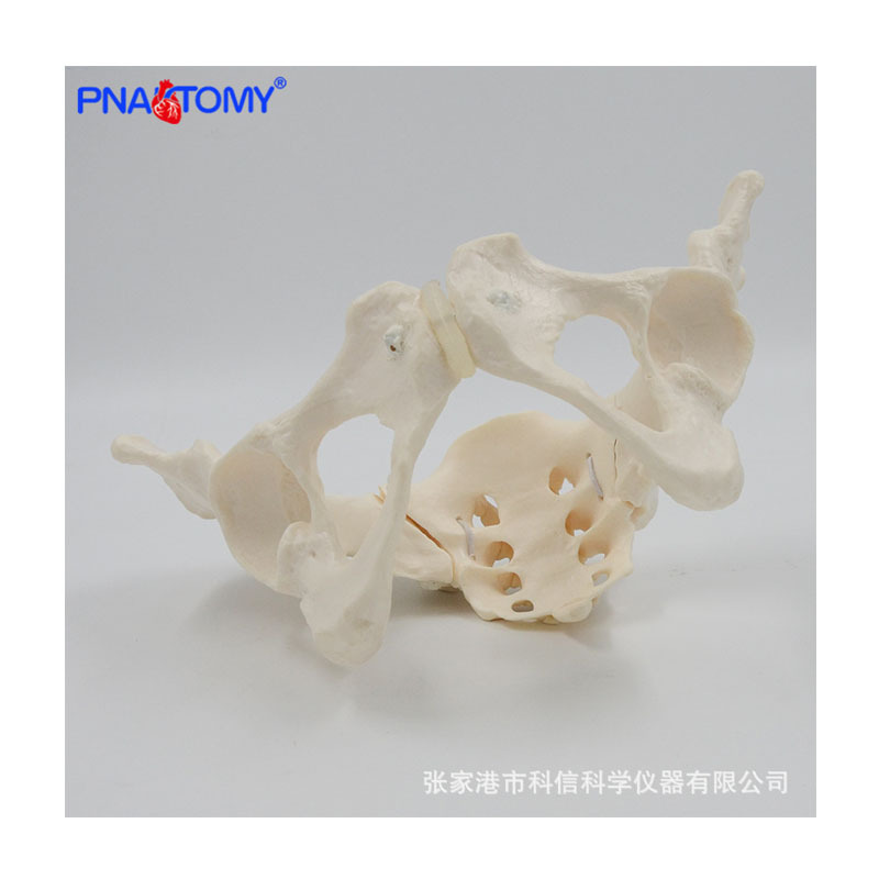 1 a 1 modelo de pelvis móvil sacro cadera pelvis femenina flexible esqueleto humano anatomía músculo del piso pélvico