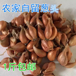 Ĵrrt[^NԸС[^[N[^[Ӱ[