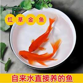 草金鱼苗观赏鱼小鱼活好养耐龙鱼乌龟饲料鱼冷水鱼冷水观赏鱼