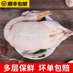 顺丰包邮老鸭子新鲜土鸭整只水鸭子生鲜母鸭麻鸭批发现杀鸭肉到