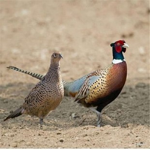 ��S�F��ɽ�u���u���Zɽ�u���r�ך��߲�ɽ�u�rɽ�u���u���u���w