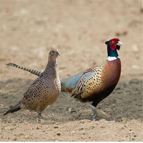 顺丰现杀山鸡公鸡纯粮山鸡新鲜宰杀七彩山鸡鲜山鸡整鸡土鸡活体