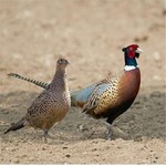 顺丰现杀山鸡公鸡纯粮山鸡新鲜宰杀七彩山鸡鲜山鸡整鸡土鸡活体