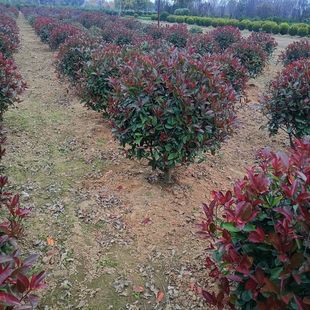 Heather Seedlings Plant Potted Red Four-Season Red Leaf Heather Ball Seedlings Robin Flower Garden Cold-Resistant Evergreen Spherical Flower