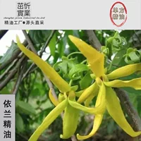Ylang эфирное масло растительные духи 10 мл оптом поколение массажа волос масло для салона красоты