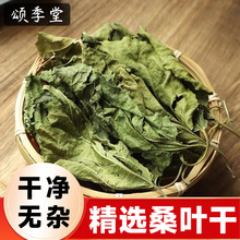 中药材新鲜晒干桑叶霜后桑叶干桑树叶桑叶霜降秋后霜打桑叶茶泡水