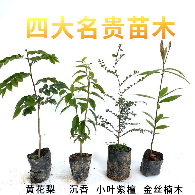 名贵苗木正宗嫁接奇楠沉香小叶紫檀金丝楠木树海南黄花梨酸枝树苗