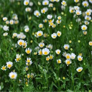 羳؛ɢb׾շNļN׷NͥԺԶrշN