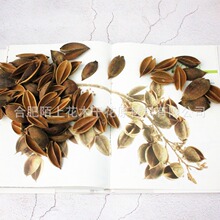 跨境小梧桐壳干花原材料木莲花果泡桐果手工拈花材料纯手工制作
