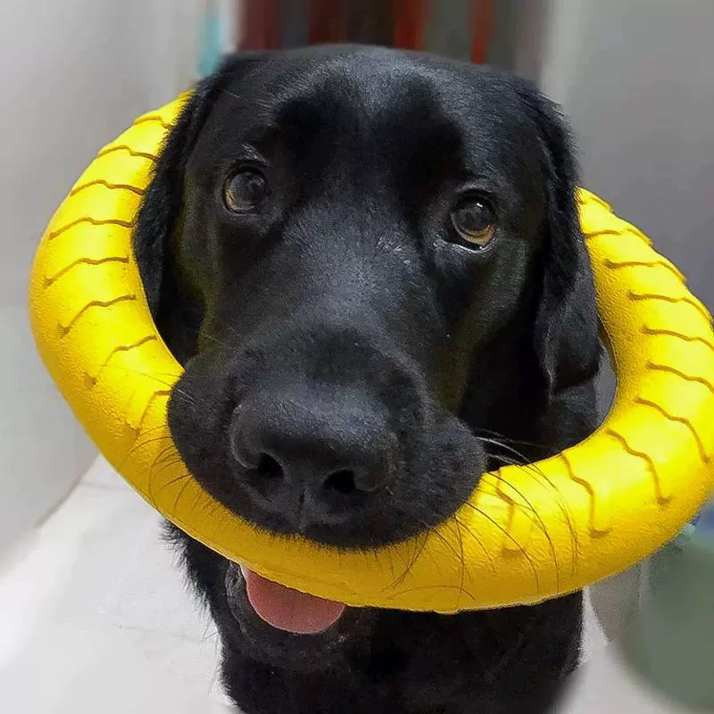 Toy, frisbee, interactive ring for training, getting rid of boredom