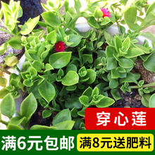 穿心莲种子材中草药特色野菜蔬菜孑种籽庭院阳台观赏