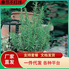 一件代发迷迭香花苗香草植物盆栽室内阳台庭院窗台绿植桌面浓香花