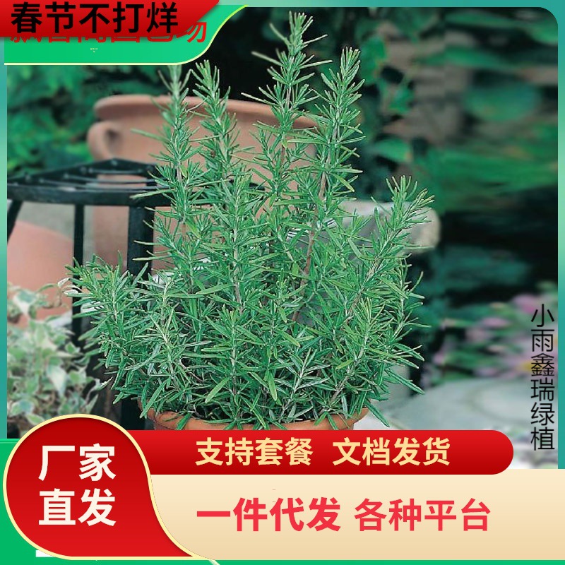 一件代发迷迭香花苗香草植物盆栽室内阳台庭院窗台绿植桌面浓香花