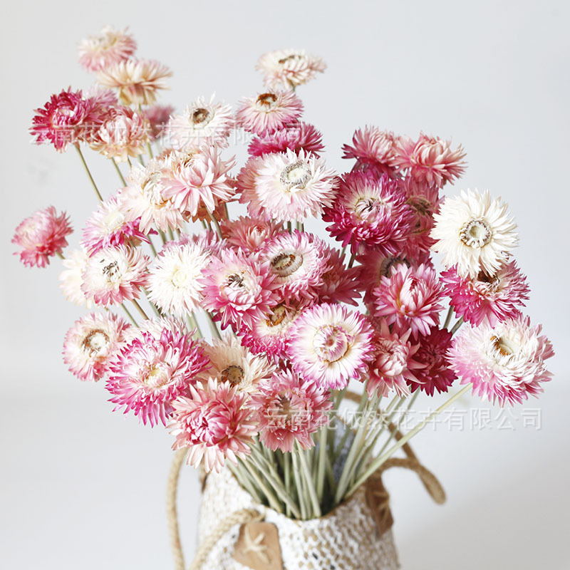 Flor seca Flor eterna Gypsophila Bola de oro No me olvides Flor seca Rosa hoja de eucalipto Pine Fruit Lover Grass al por mayor