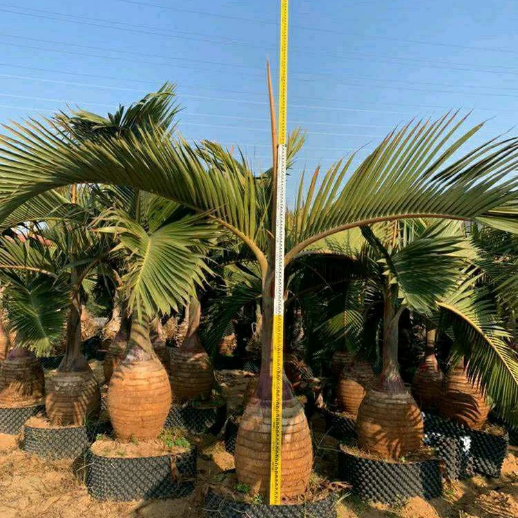 904 Базовая прямая винная бутылка кокосового ореха 0,5-3 метра высокого уровня в горшке, бутылка вина, бутылка кокосовой пальмы, долгосрочная поставка