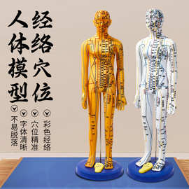 中医针灸穴位人体模型十二经络图全身铜人模可扎针练习小皮人大号