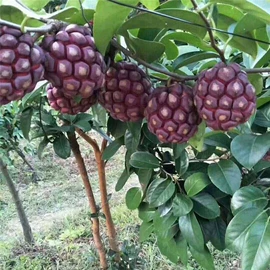 乔木;灌木;园林果树