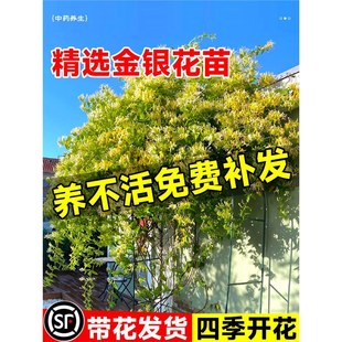 ���y�������ʳ���ļ��_�����ԾGֲ�ջ��̨ͥԺ����ֲ���Ϙ�����