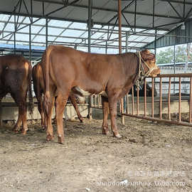 湖北肉牛养殖场出售 小牛犊 利木赞牛 适合湖北养殖的肉牛品种