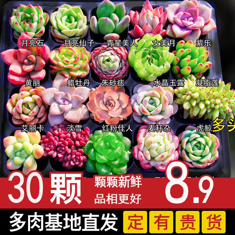 Fleshy Plants Indoor Potted Small Jade Dew Meat Meat Boutique Flowers Seedling Green Plants Large Imported Good for Raising