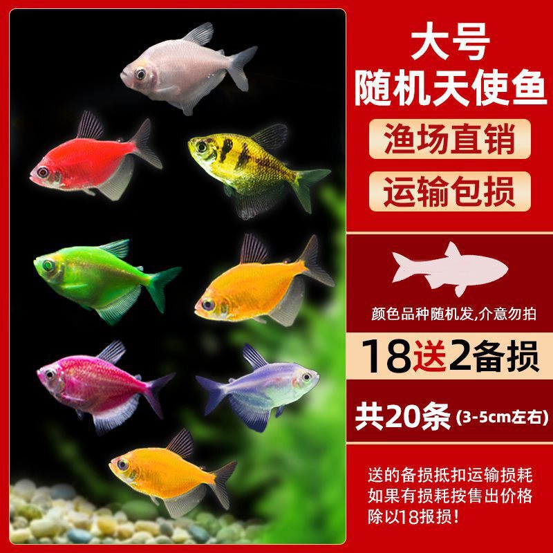 グッピー、フェニックステール、淡水、繁殖しやすく、育てやすい、純種のランプ科の小型熱帯魚観賞魚の稚魚|undefined
