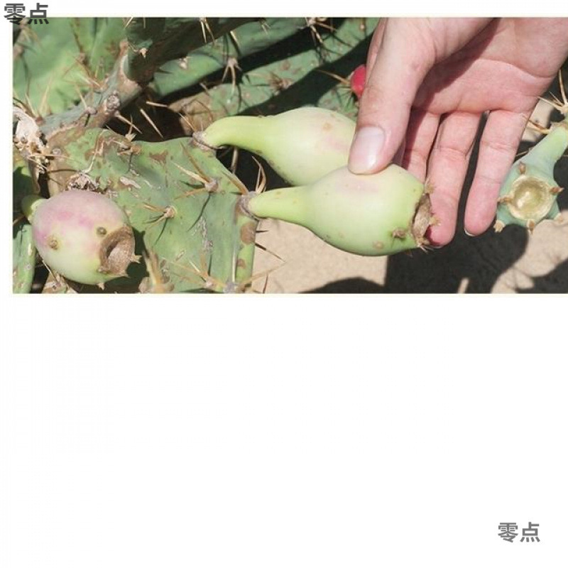 海南三亜の新鮮な果物、サボテンの果実、野生のサボテンの果実、桃 1.0kg /5 ドライフルーツ、摘みたて、販売中|undefined