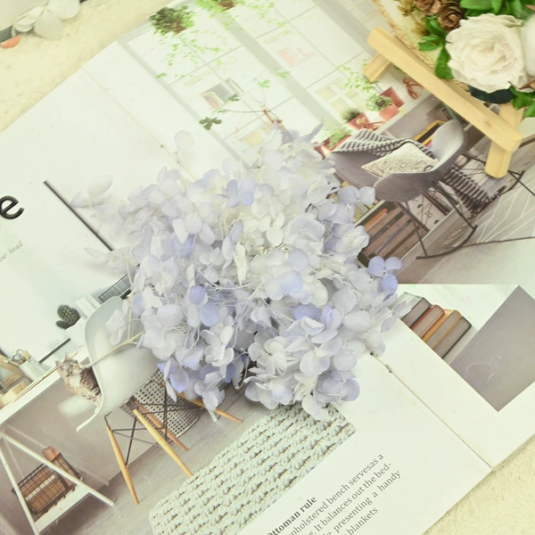 B -level Anna hydrangea sea demon blue