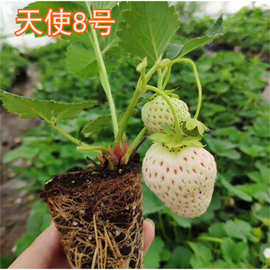 红颜草莓苗基地批发章姬隋珠小白草莓苗妙香七号丰香带果当年结果