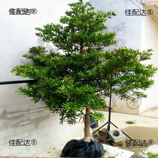 �����ɘ�����_�h��ȸ�����~ӭ�����Ϙ䘶ͥԺ�����辰������̫��