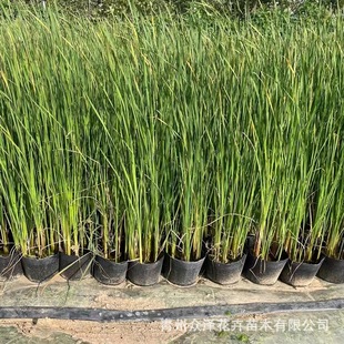 �|�����������ݱ�ֲ����ϵ�y���B���ܱ��o��ϲ�ߜض���