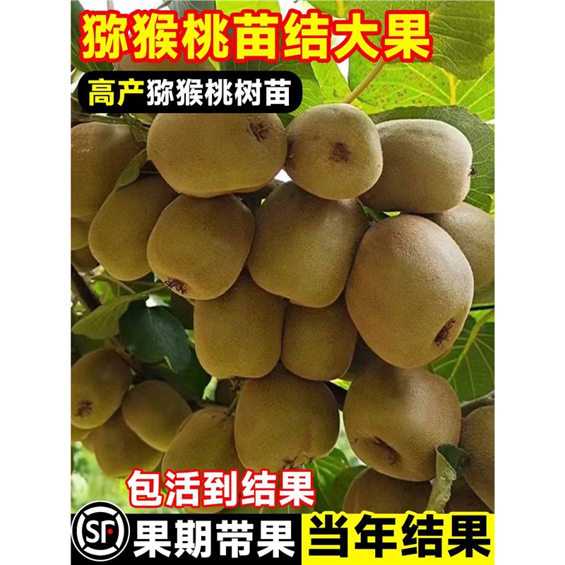 猕猴桃树果苗雌雄同株红心徐香软枣南北四季种植当年结果庭院果树