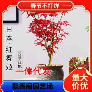 һ�����l�ձ��t���辰ֲ��t�輧�����҃��ļ����B�����̨ͥԺ��