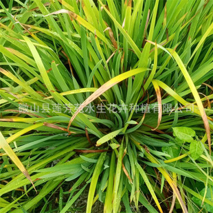 Purple Horse Rush Seedlings Undertake Aquatic Plant Horse Rush Planting with Large Quantity Discounts