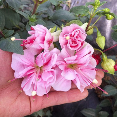 Los pétalos dobles cuelgan boca abajo, las plántulas de la campana dorada, las linternas, las plantas en macetas, las plantas verdes de interior, los balcones, las flores florecen en todas las estaciones, las flores continúan floreciendo
