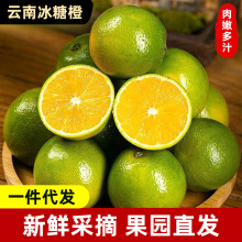云南冰糖橙新鲜橙子9斤当季水果蜜桔玉溪手剥橙果冻橙代发批发
