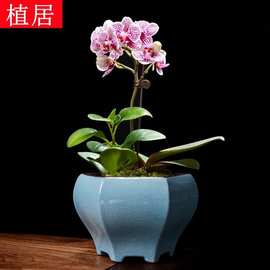 哥窑花盆陶瓷紫砂兰花专用蝴蝶兰绿植造景室内客厅吊兰高款盆景盆